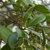 Carallia brachiata (Lour.) Merr.
